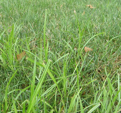 nutsedge_sml.jpg